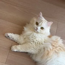 るい